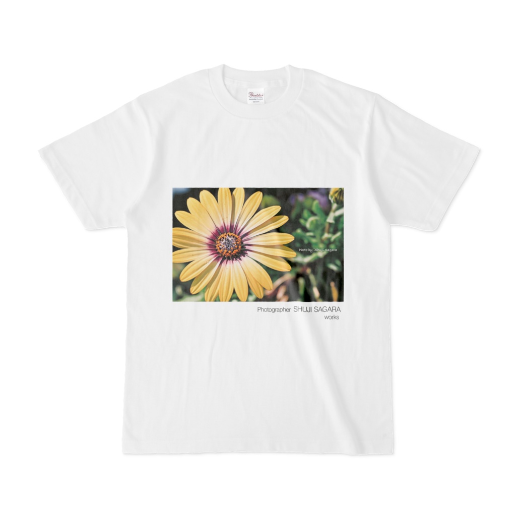 [flower] オステオスペルマム B