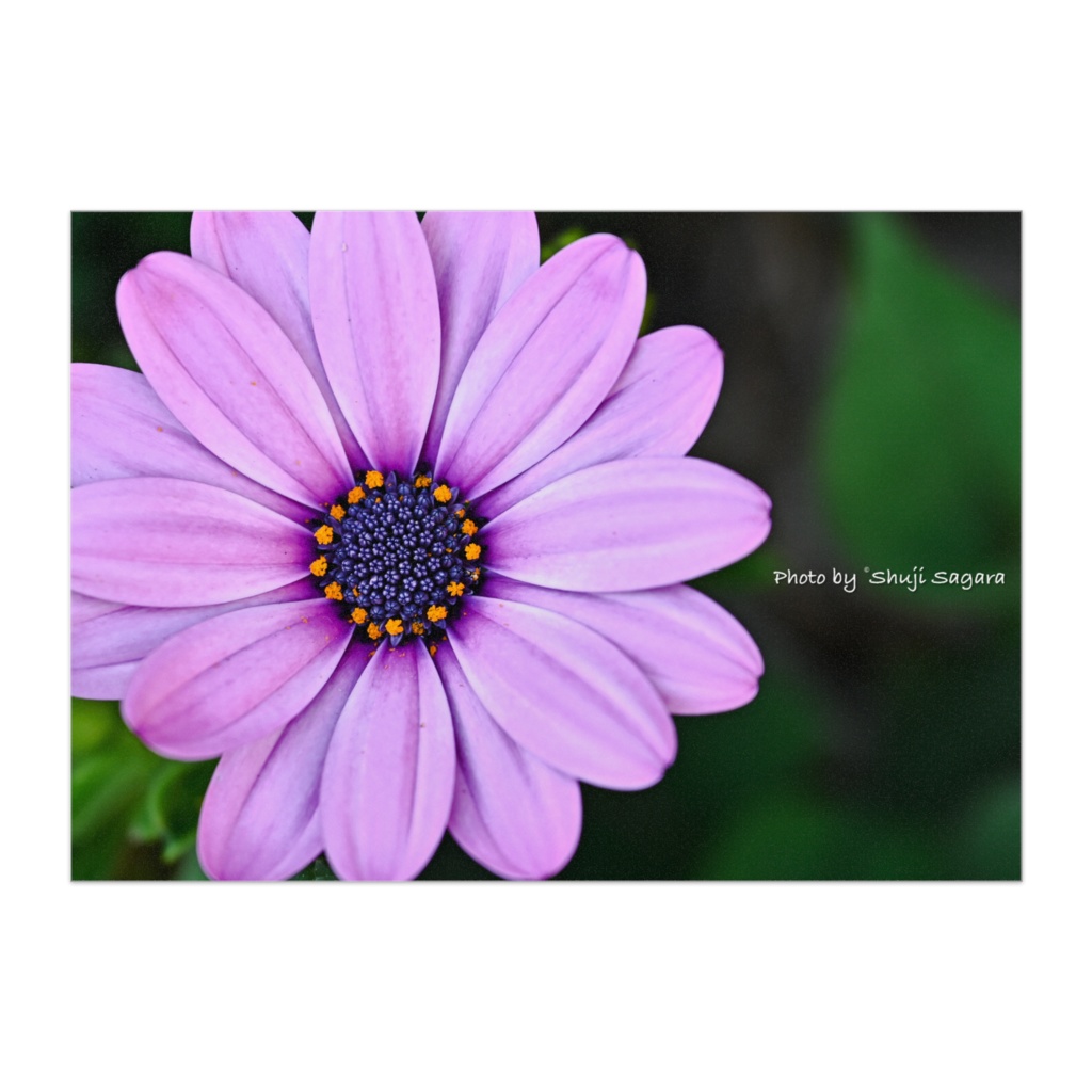 [flower] オステオスペルマム A（B3ポスター）