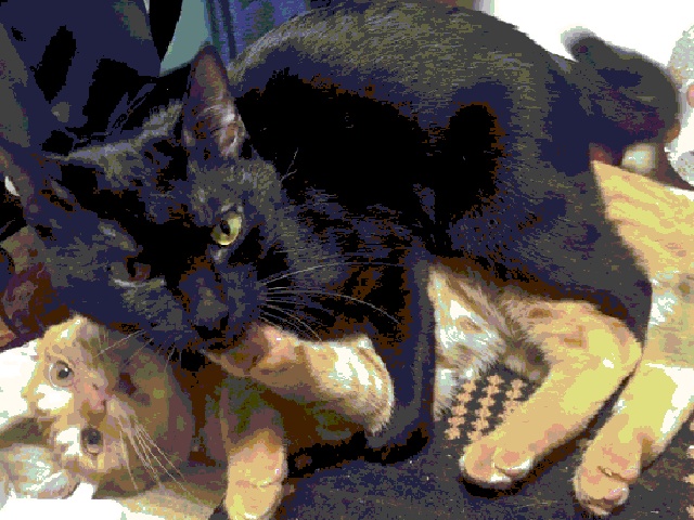 陸井ルコ、出撃!