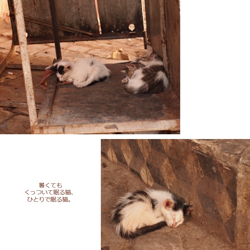 旅先の現地猫。~猫のモロッコ~