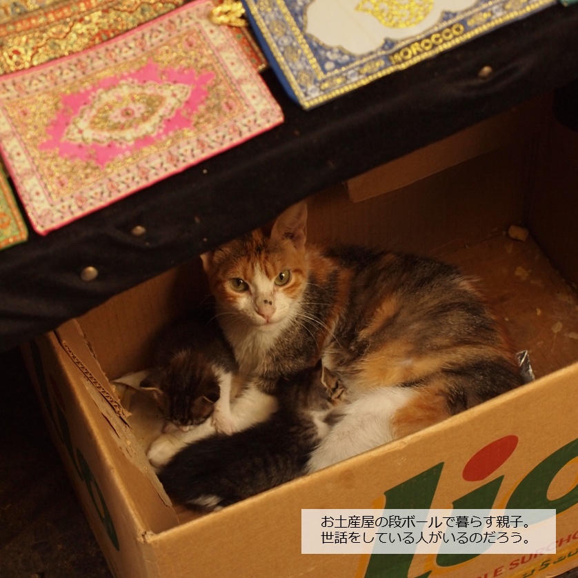 旅先の現地猫。~猫のモロッコ~
