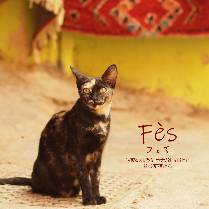 旅先の現地猫。~猫のモロッコ~