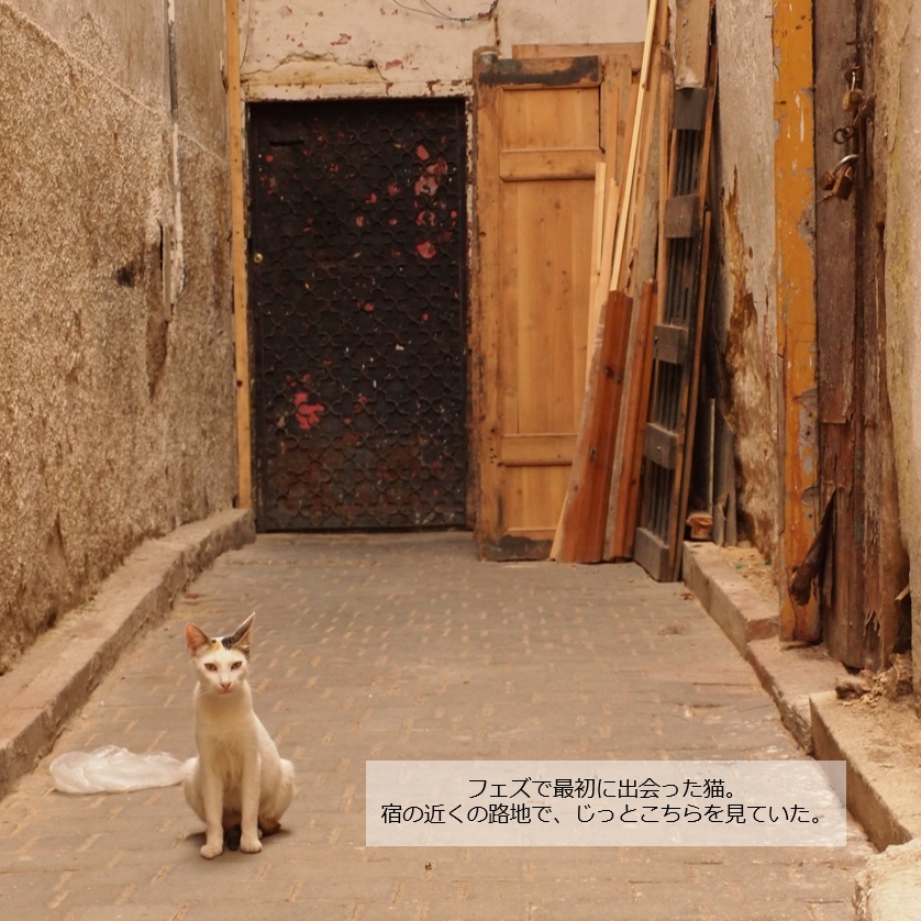 旅先の現地猫。~猫のモロッコ~