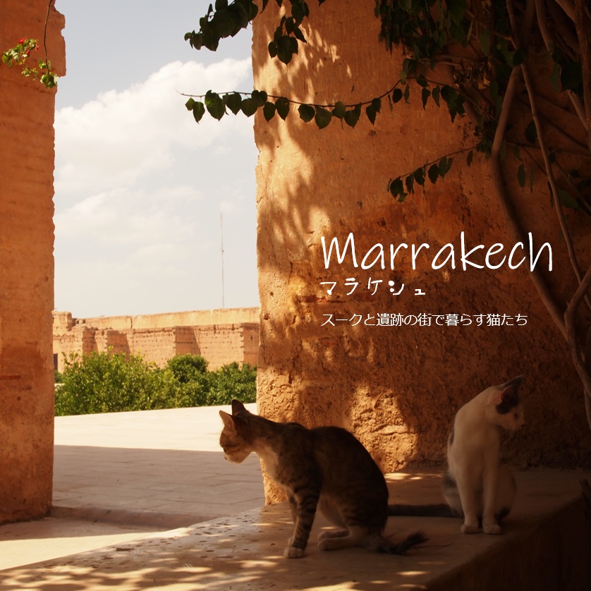 旅先の現地猫。~猫のモロッコ~