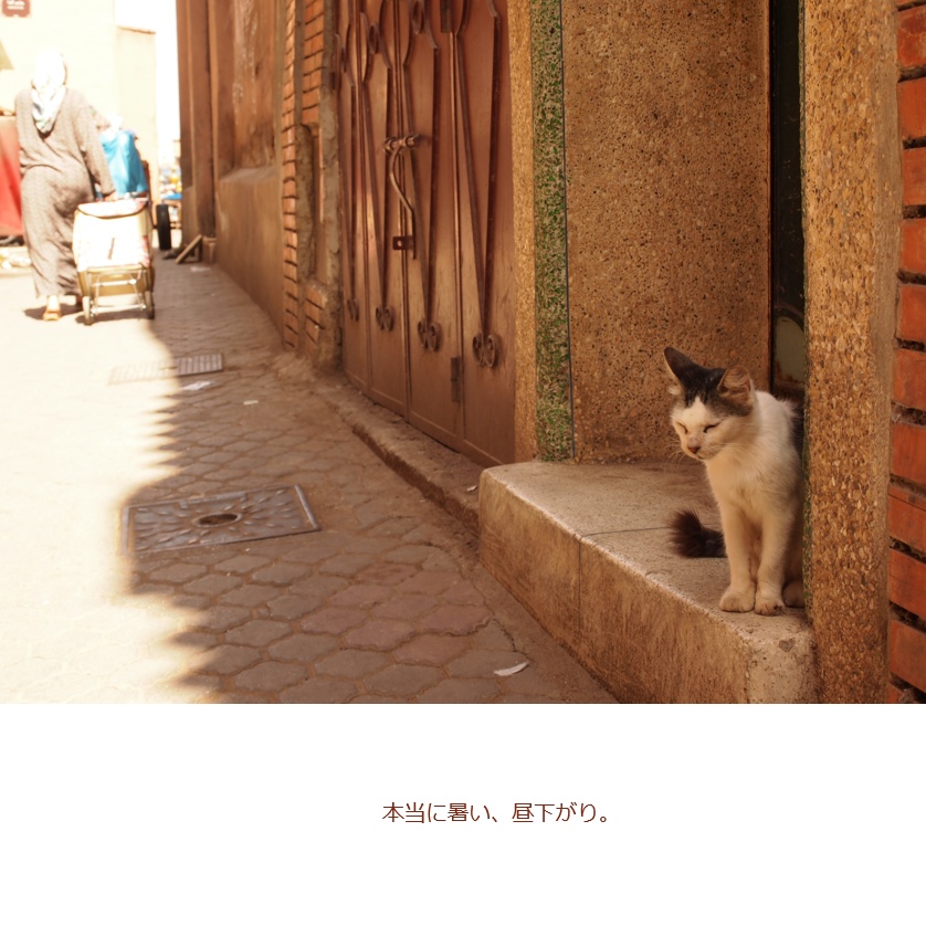旅先の現地猫。~猫のモロッコ~