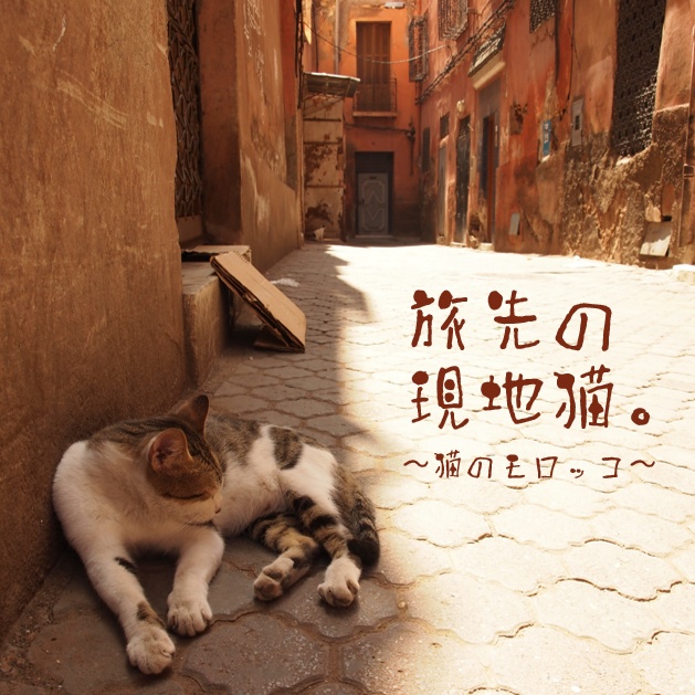 旅先の現地猫。~猫のモロッコ~