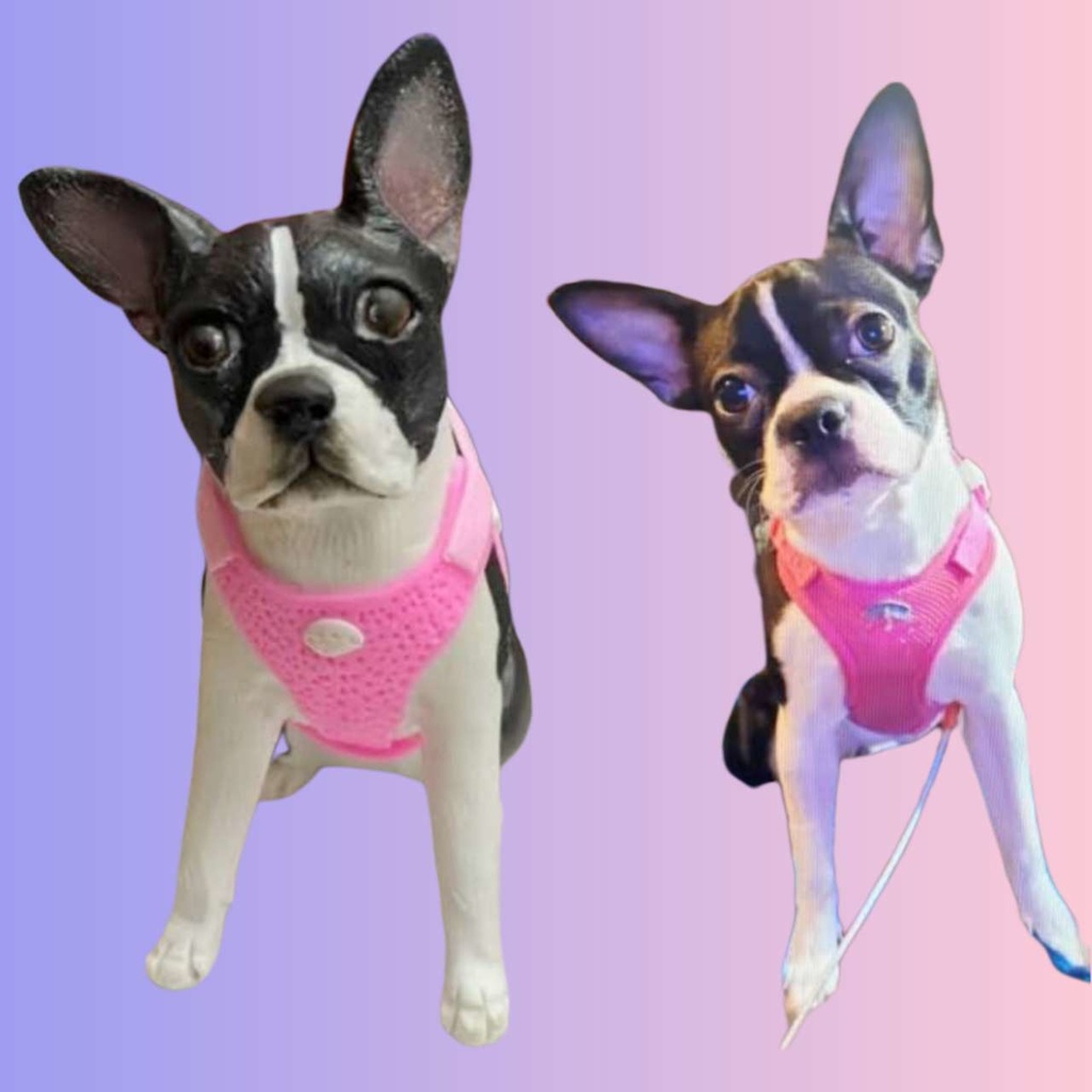 【受注作製】うちの子 写真入り そっくり人形❤ペット フィギュア、犬置物、 名入れ 愛犬 立体肖像画 似顔絵❤犬猫人形、ペットロス、メモリアル、ねこちゃん、誕生日、うちのこ記念日、ペットギフト