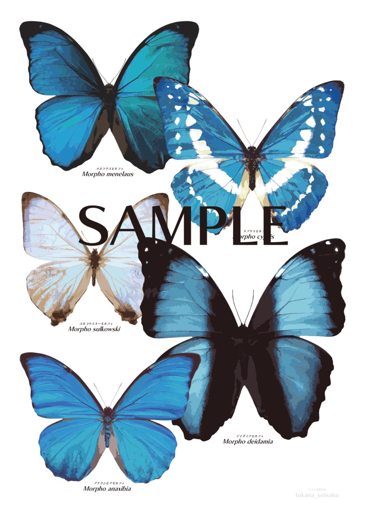 【※額無し】A4モルフォチョウ属イラストポスター