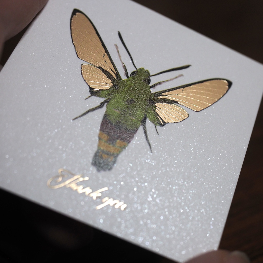 羽化したてのオオスカシバの箔押しサンクスカード(5枚入り)