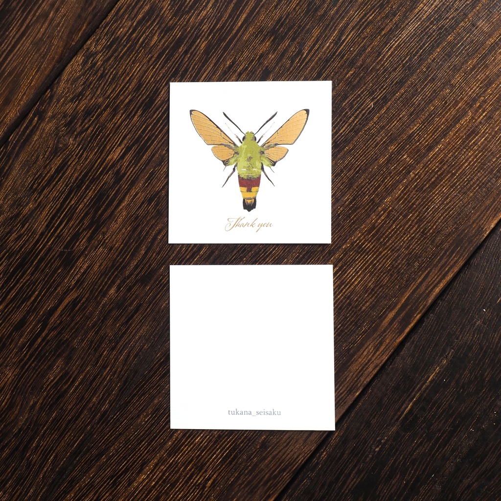 羽化したてのオオスカシバの箔押しサンクスカード(5枚入り)