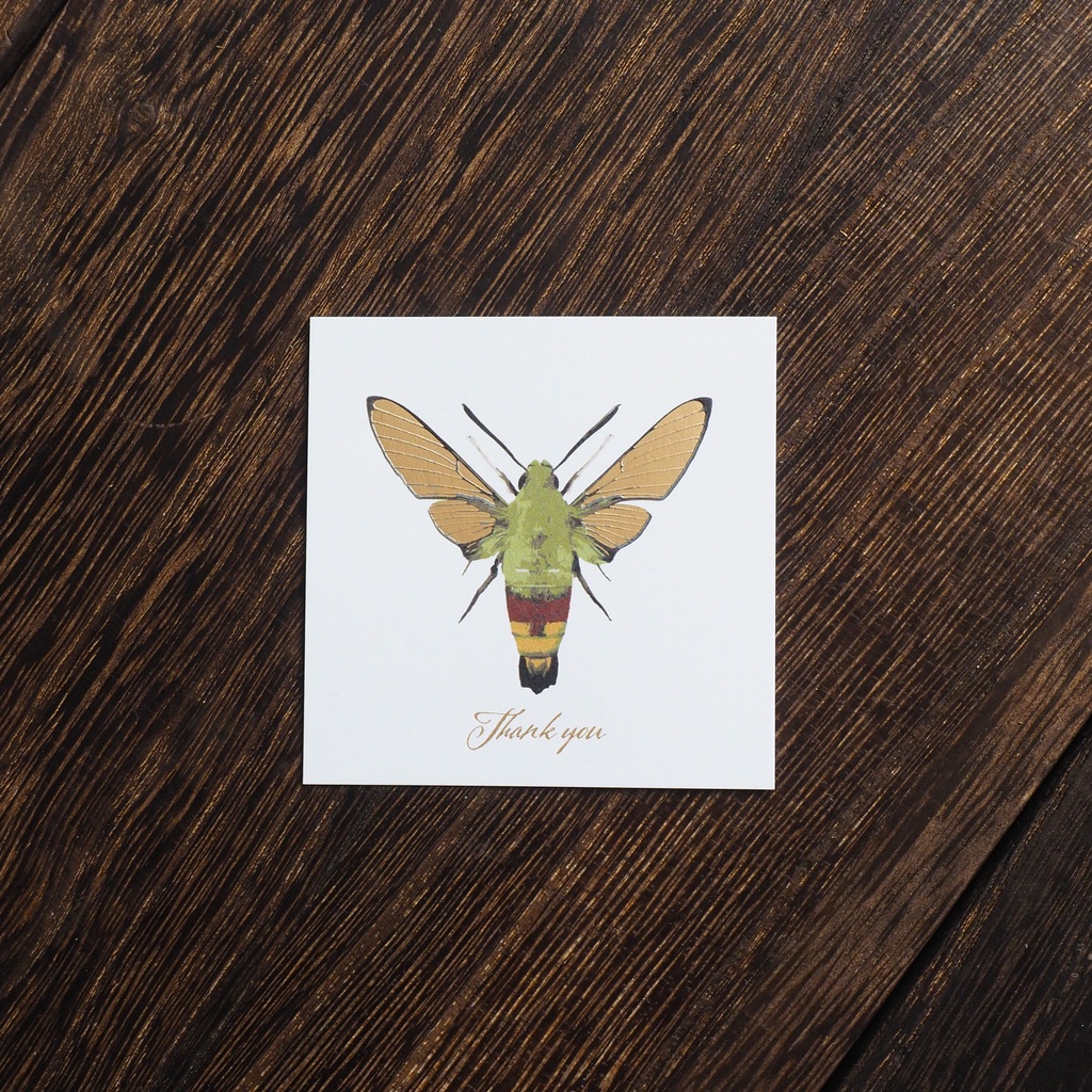 羽化したてのオオスカシバの箔押しサンクスカード(5枚入り)