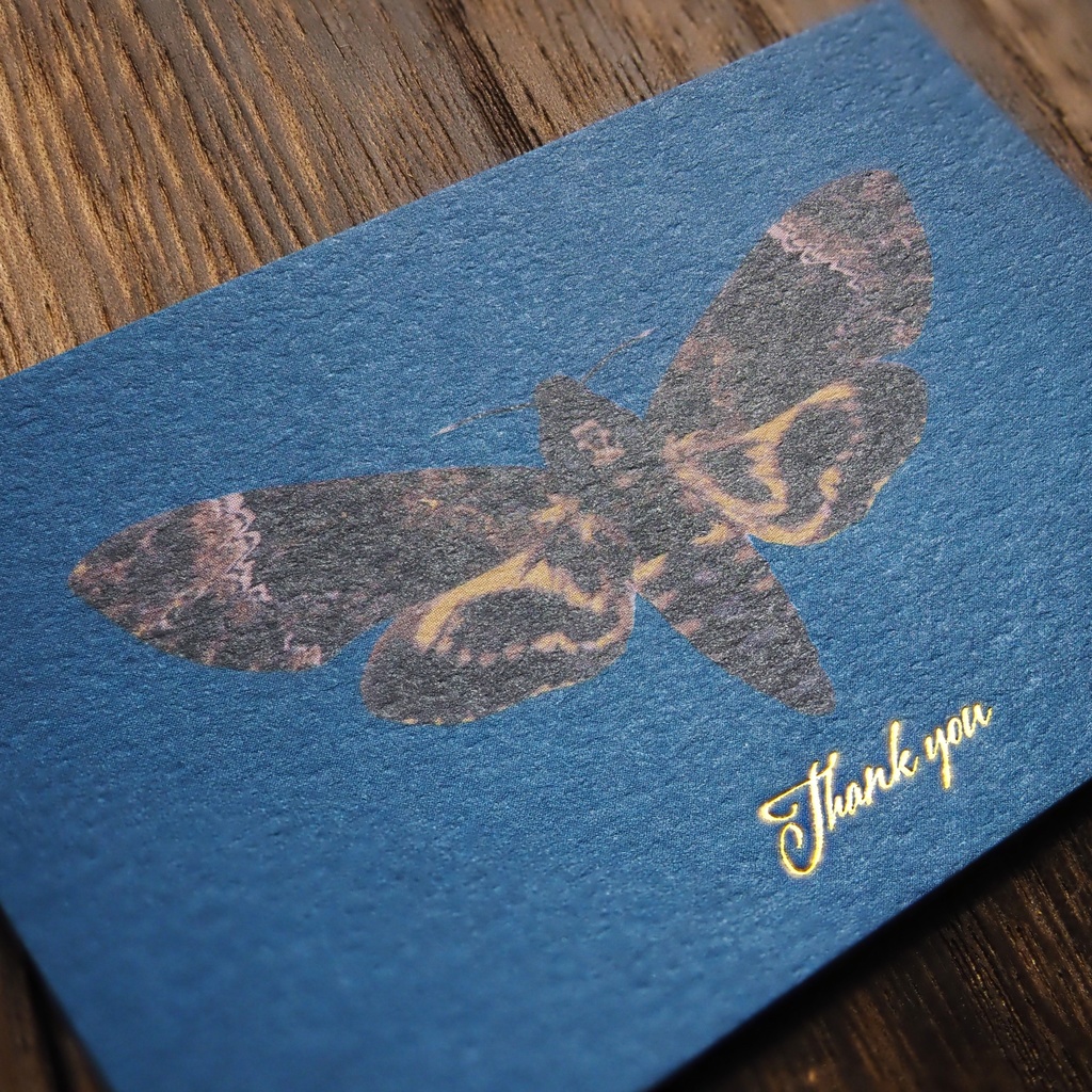 クロメンガタスズメのサンクスカード(5枚入り)