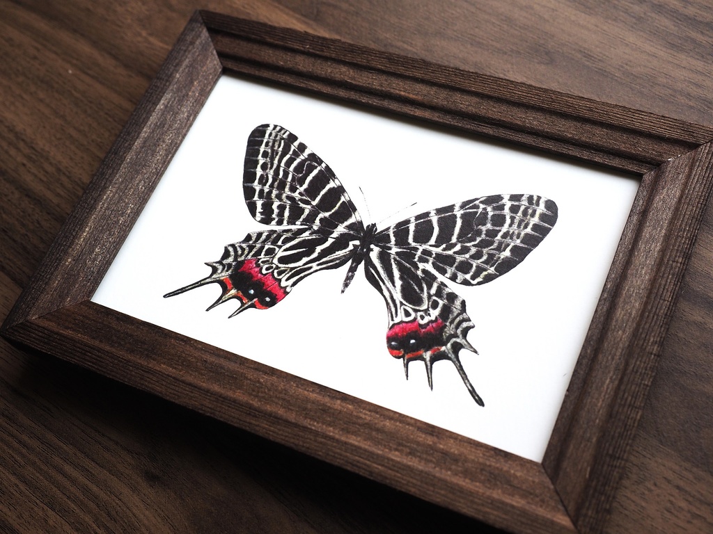 シボリアゲハのポストカード