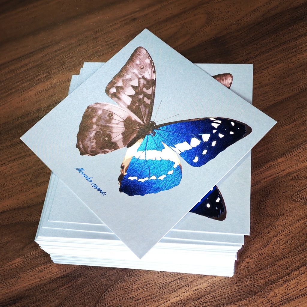 実寸大キプリスモルフォの腹背同体カード