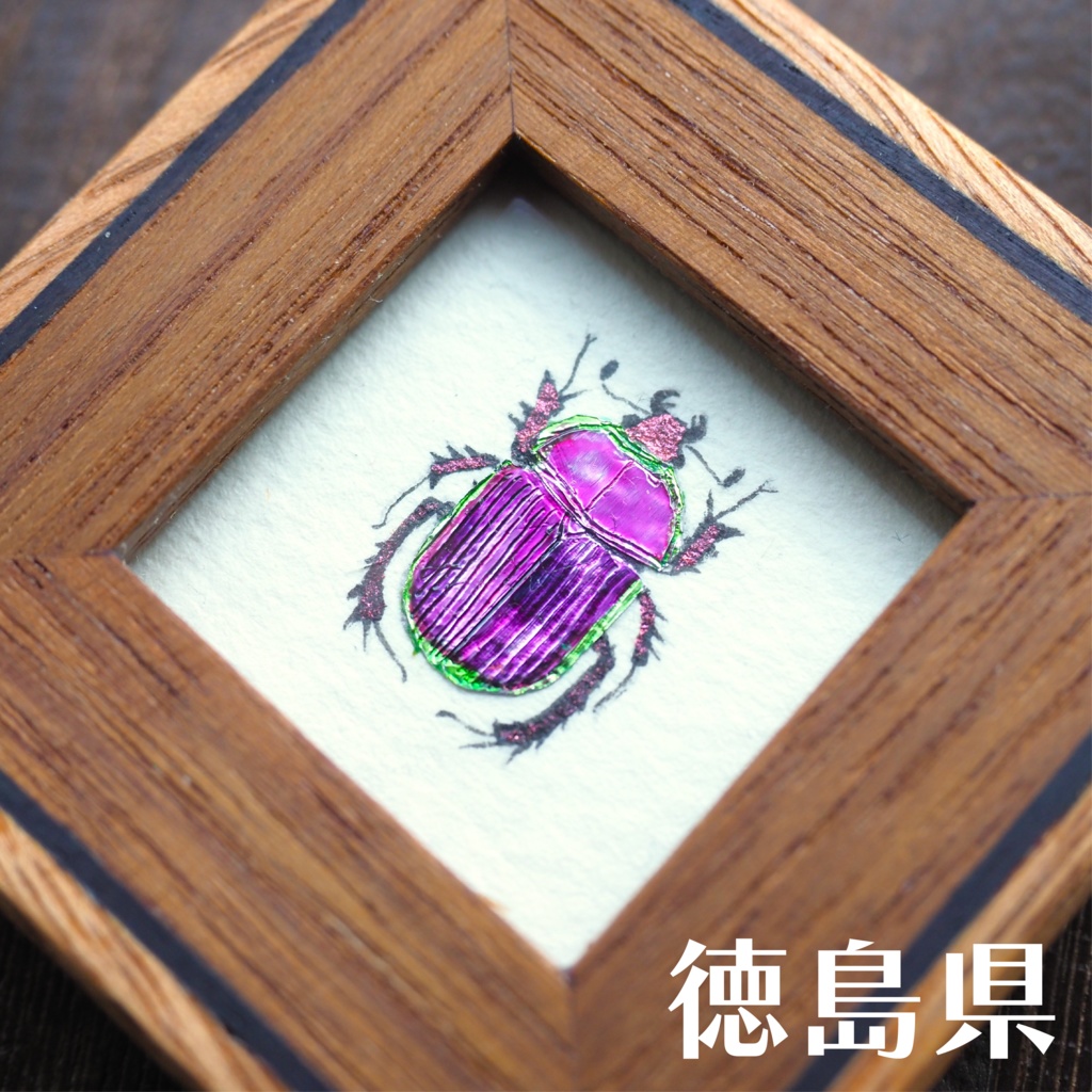 オオセンチコガネの豆標本画