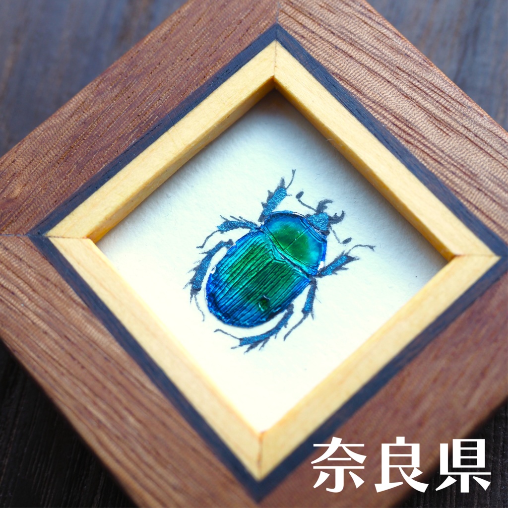 オオセンチコガネの豆標本画