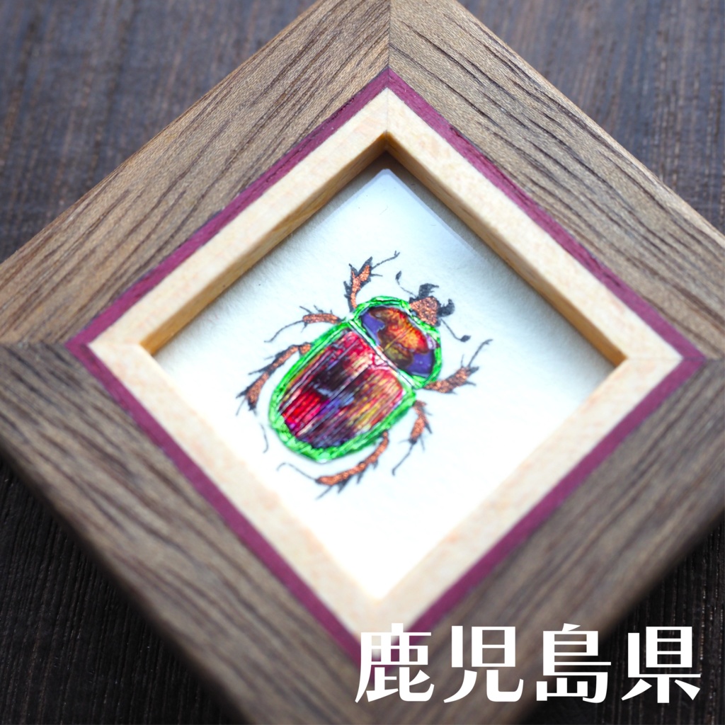 オオセンチコガネの豆標本画