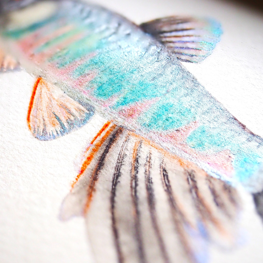 婚姻色オイカワの標本画