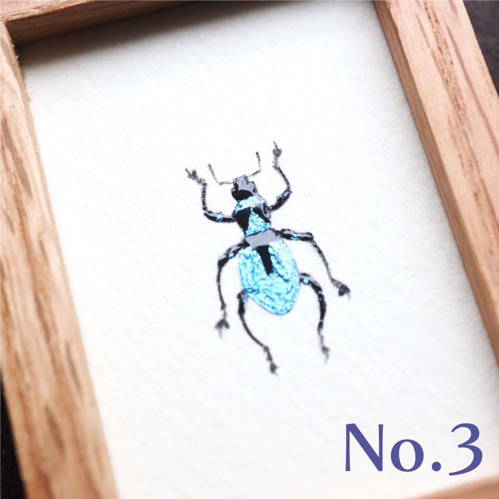 カタゾウムシの標本画