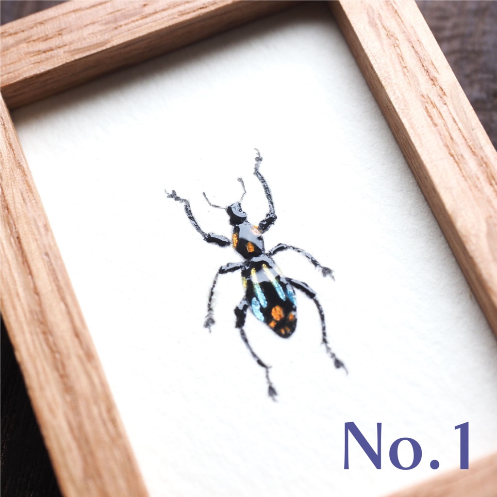 カタゾウムシの標本画