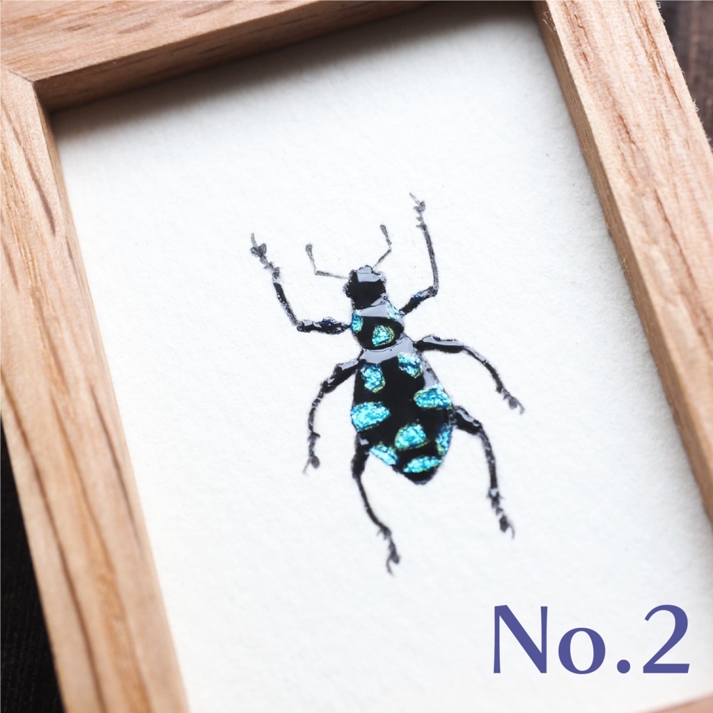 カタゾウムシの標本画