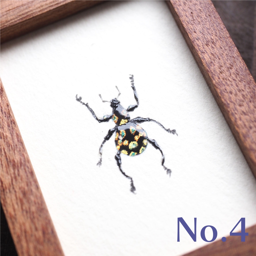 カタゾウムシの標本画