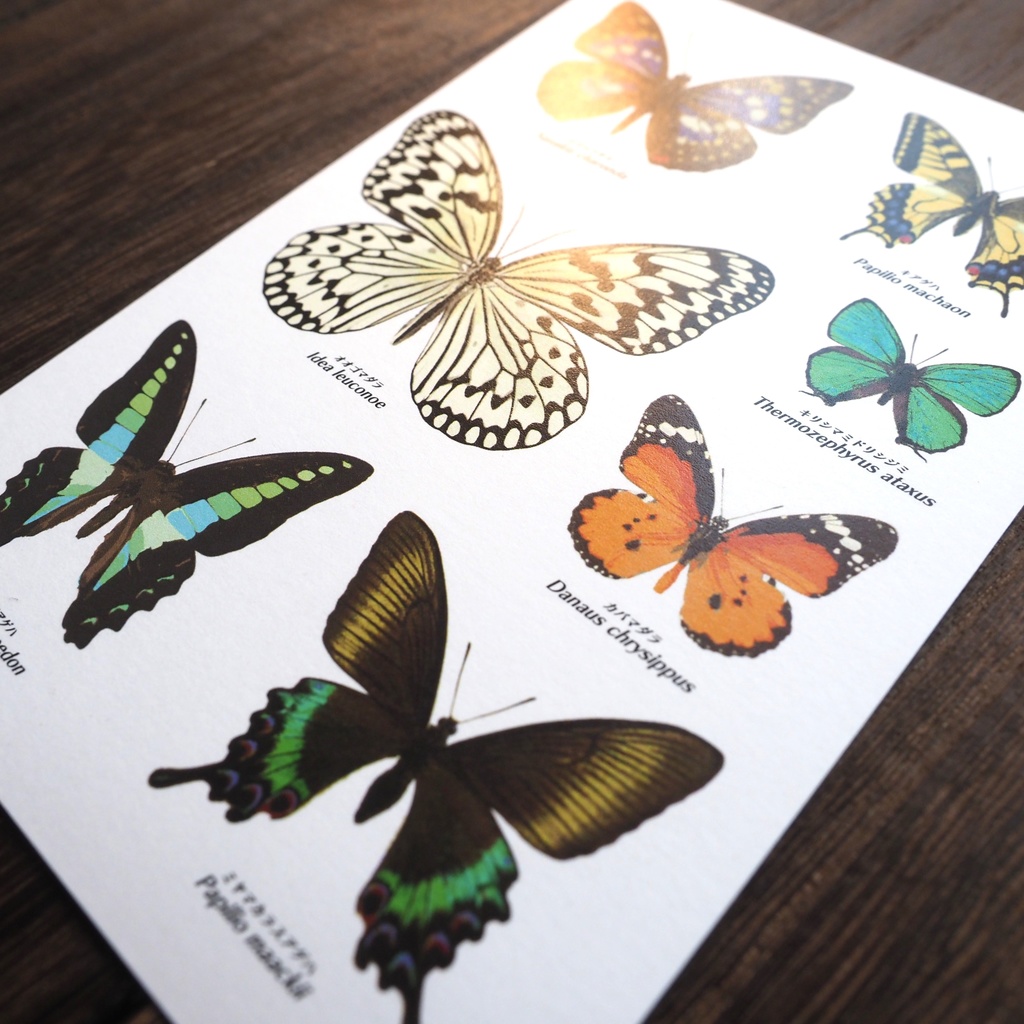 ポストカード 図鑑シリーズ