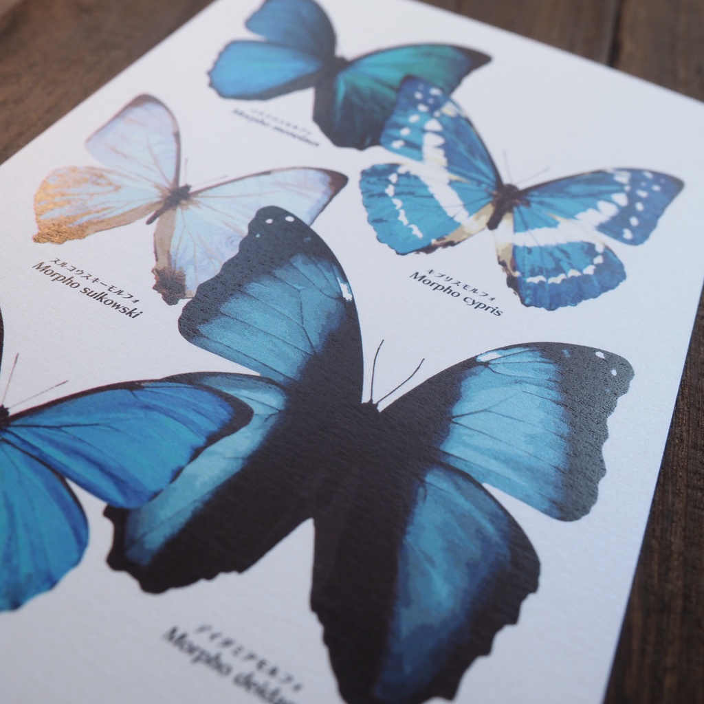 ポストカード 図鑑シリーズ