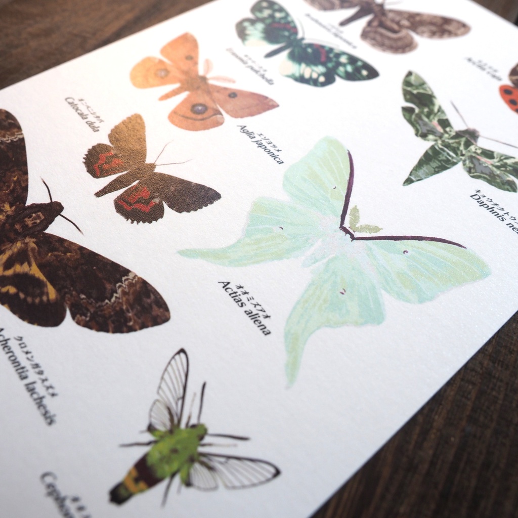 ポストカード 図鑑シリーズ