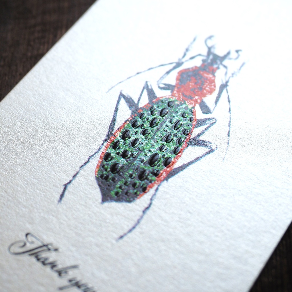 シナカブリモドキのサンクスカード(5枚入り)