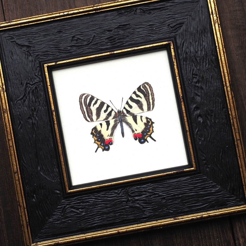 ギフチョウの標本画