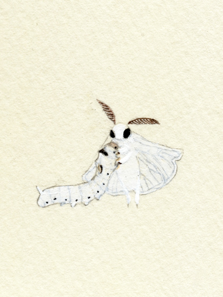 【ランダム受注後制作】ミニドローイング：ふわふわな方々(Fluffy fellows)