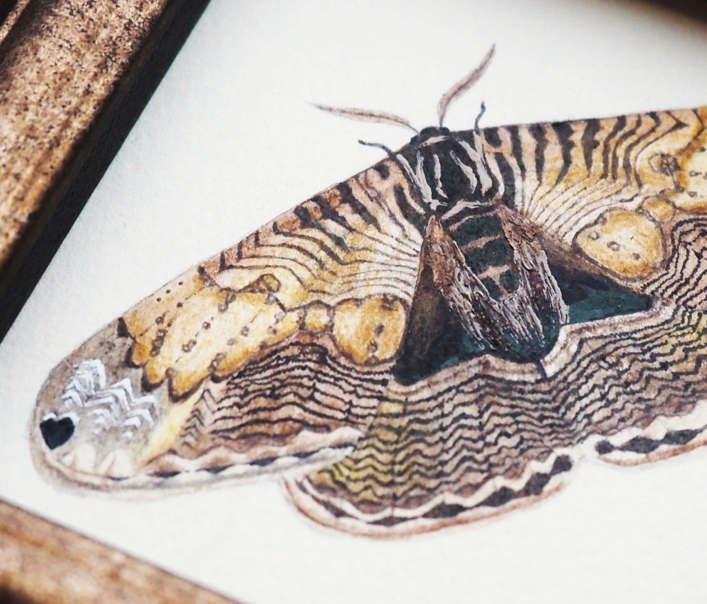 実寸大イボタガの標本画