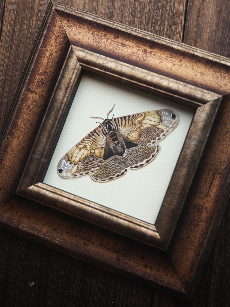 実寸大イボタガの標本画