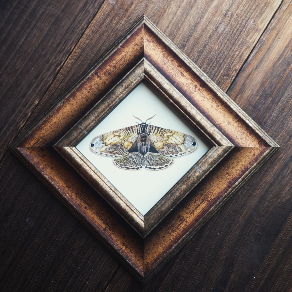 実寸大イボタガの標本画