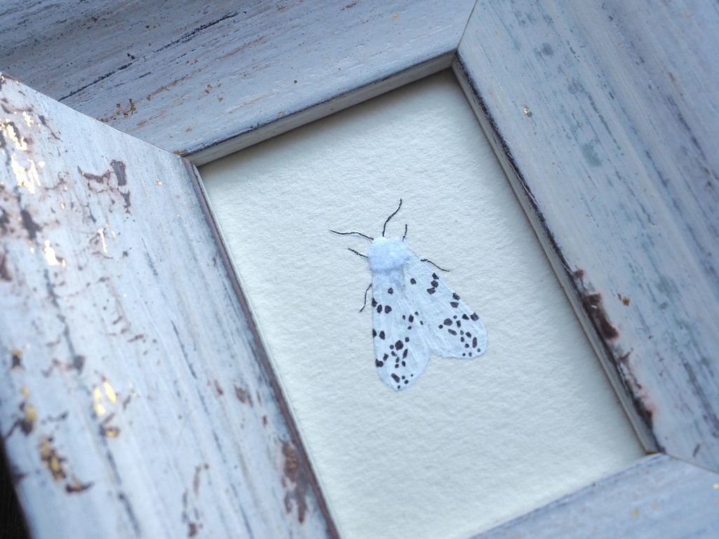 アメリカシロヒトリの標本画