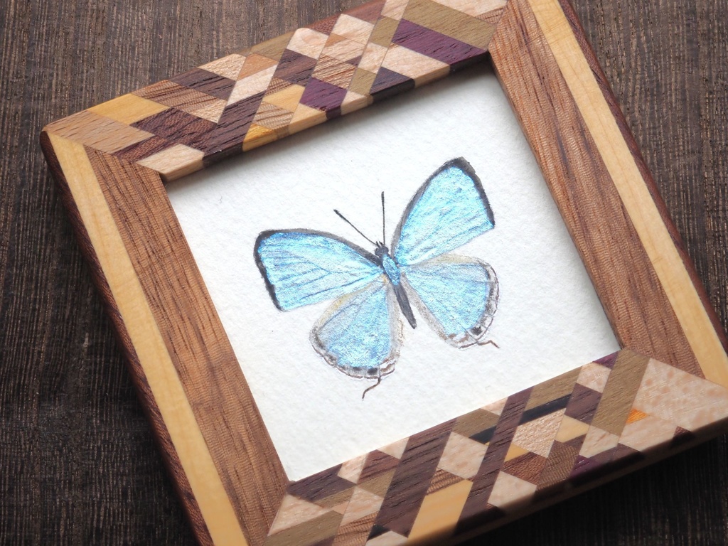 シロウラナミシジミの標本画