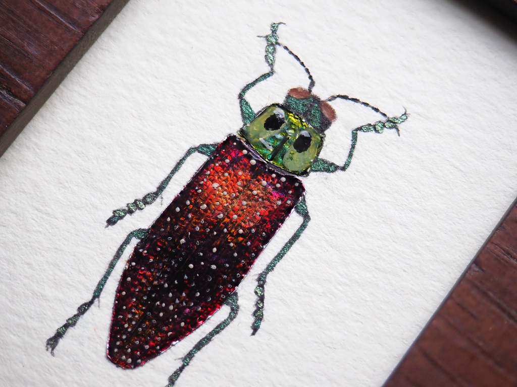 メンガタタマムシの標本画