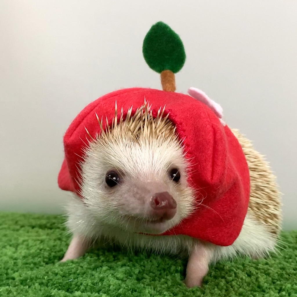 【型紙/Pattern】りんご・もも・みかんの帽子/Apple・Peach・Orange Hat