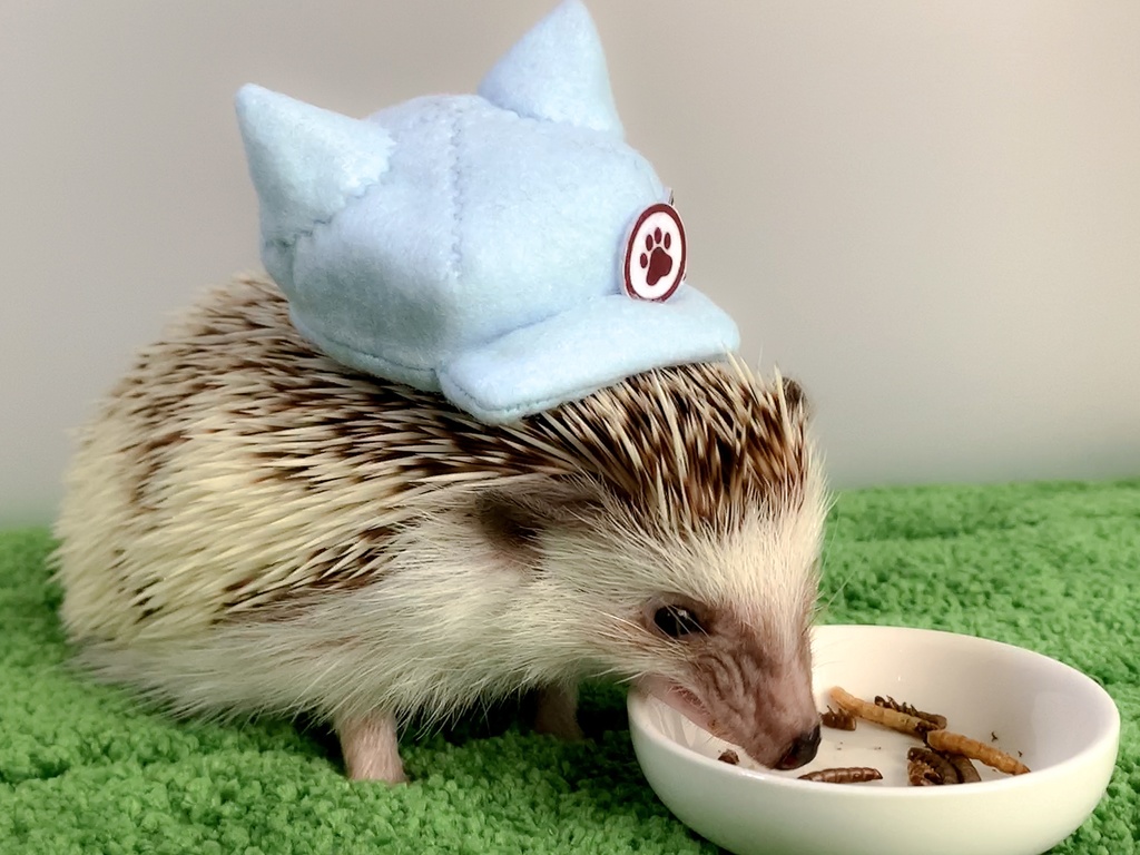 【型紙/Pattern】猫耳のキャスケット帽/Cat ears newsboy cap