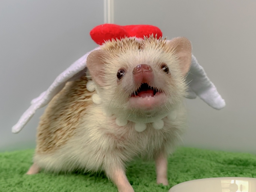 【型紙/Pattern】天使の羽/Angel's wing