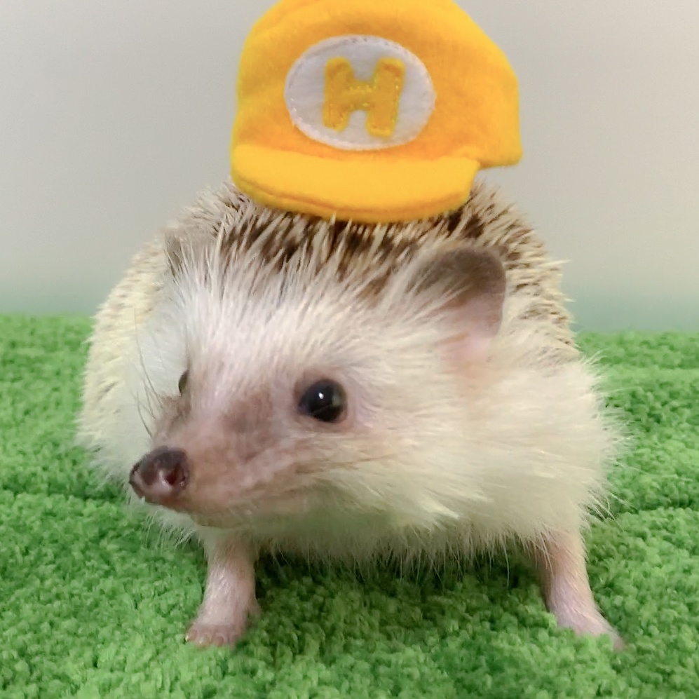 【型紙/Pattern】イニシャル帽子/Initial cap