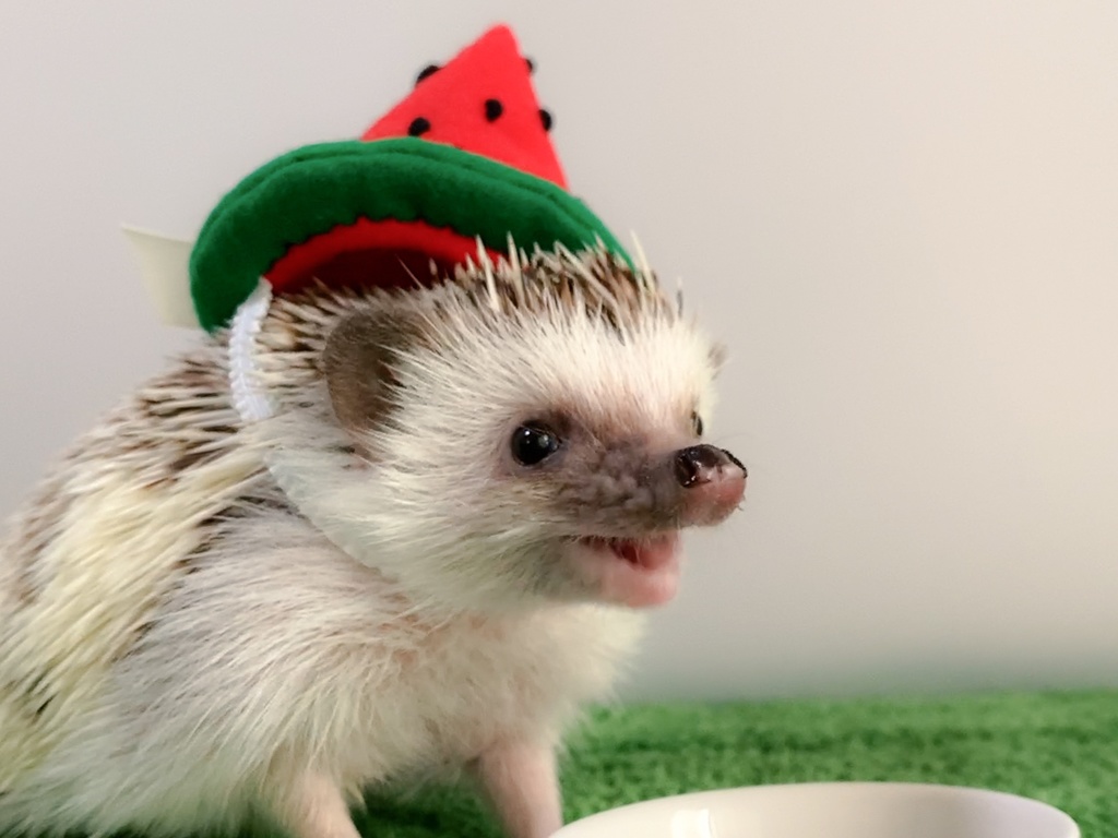 【型紙/Pattern】スイカの帽子/Watermelon hat