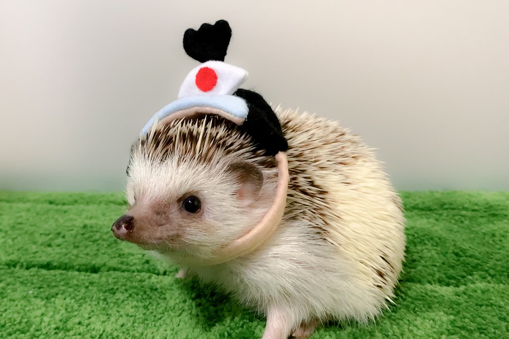 型紙/Pattern】殿様の帽子/Japanese overlord hat ハリネズミSHOP(Hedgehog SHOP） BOOTH