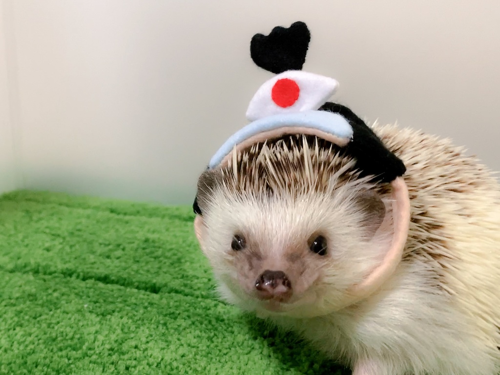 【型紙/Pattern】殿様の帽子/Japanese overlord hat