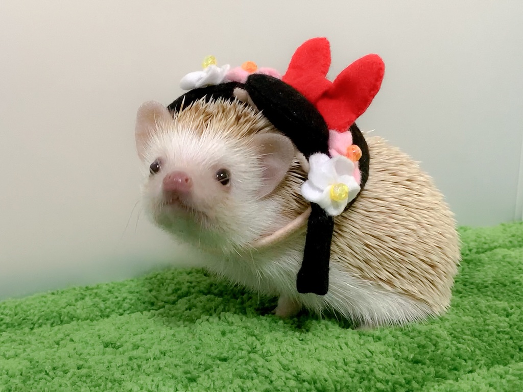 【型紙/Pattern】姫様の帽子/Japanese princess hat