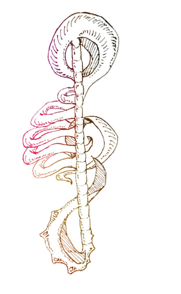 ト音記号×骨アクキー