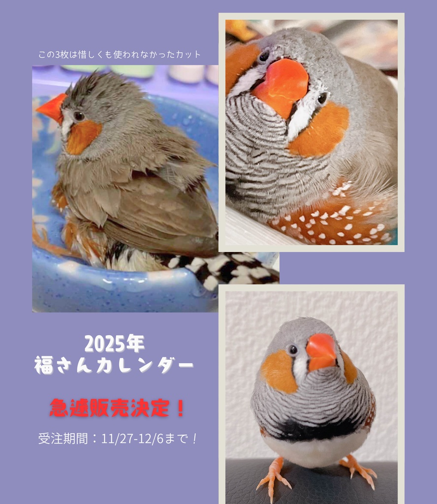 紺野の家族、キンカチョウ福さん2025年度カレンダー！