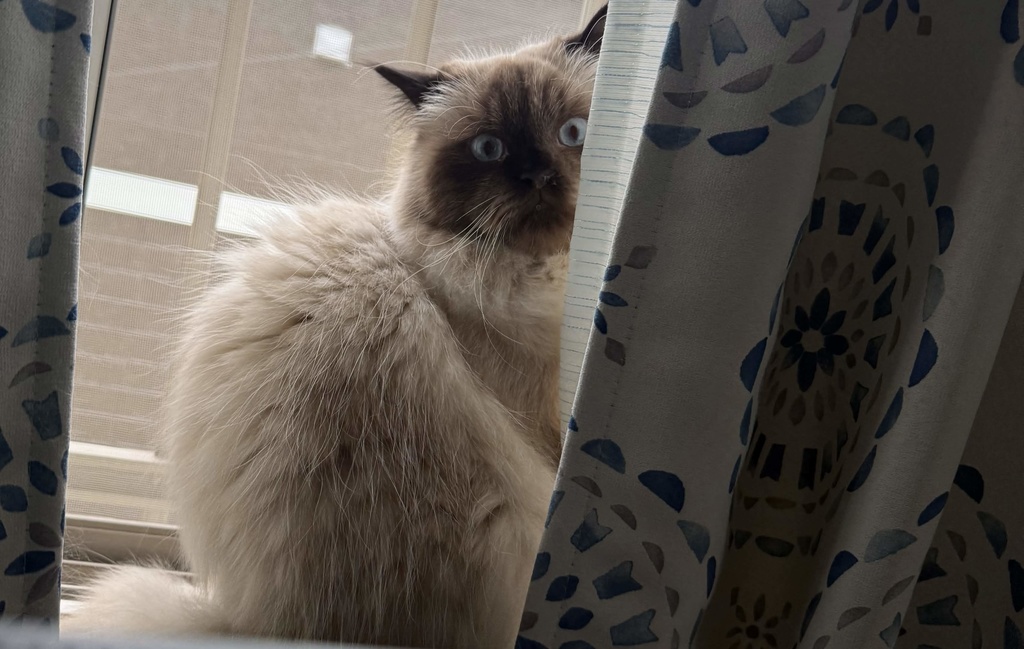 ใFree/็กๆใMayo ๐บ๐๐๐๐๐ ๐๐๐๐๐๐ ๐๐๐๐๐๐๐๏ผใใใชใขใซใใชใปใใ