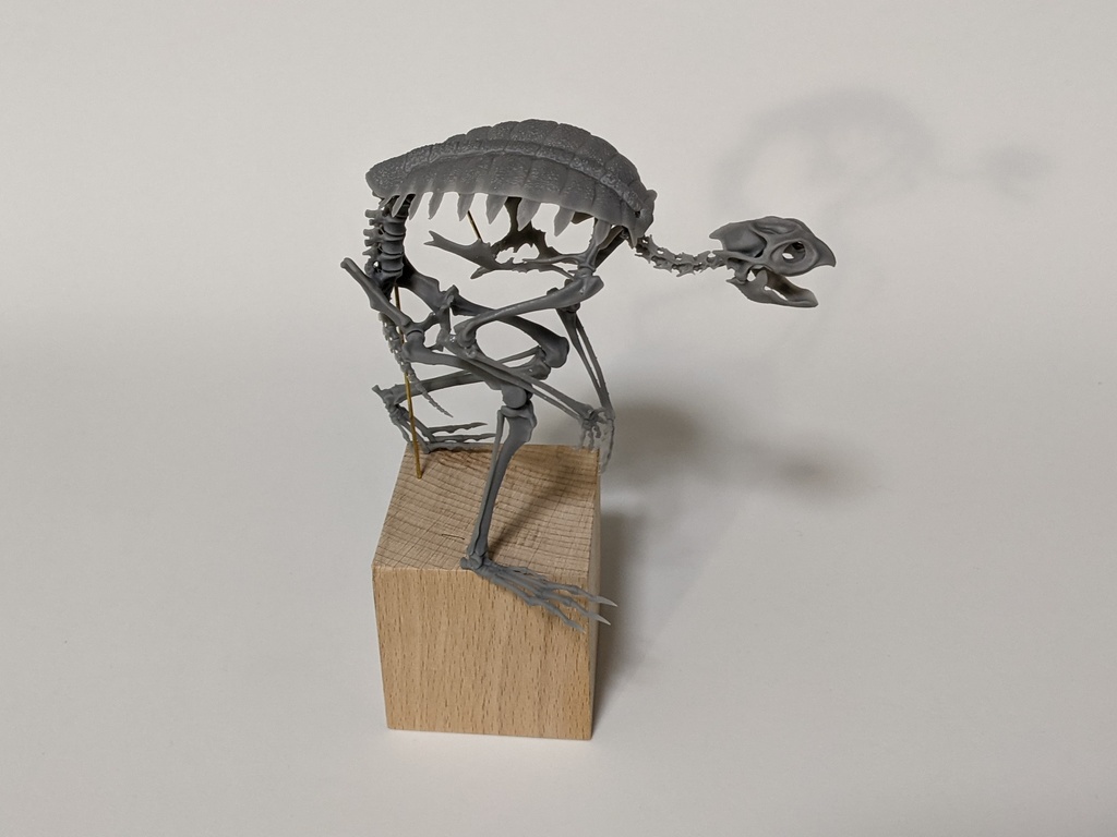 空想骨格標本 河童 全身